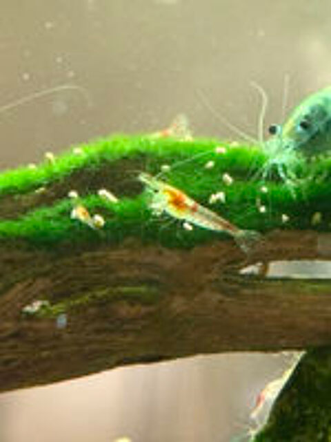   Crevettes Neocaridina déclassées 