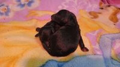   Chiot Caniche Toy noir ( A reserve ))
