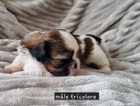 A r&eacute;server magnifiques chiots m&acirc;les Shih-tzu lof 1300 17000 La rochelle