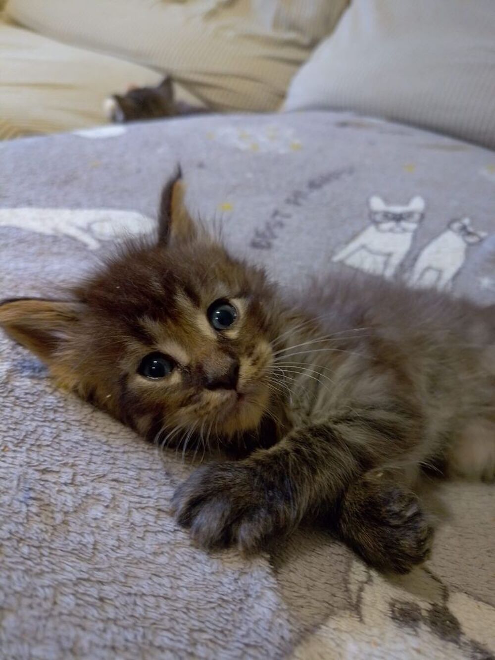   Magnifiques chatons Maine Coon NON LOOF 
