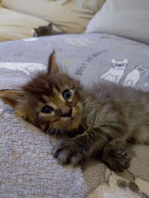 Magnifiques chatons Maine Coon NON LOOF 
800 34480 Puimisson