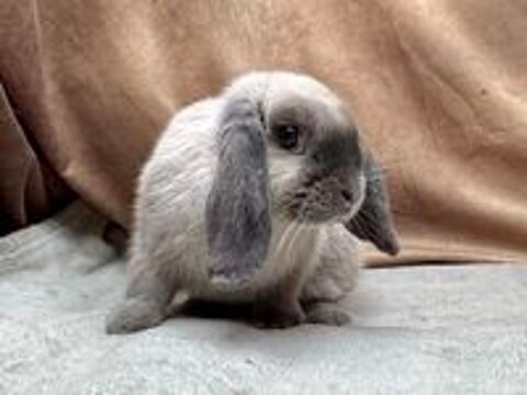   Elevage de lapins nains de race 