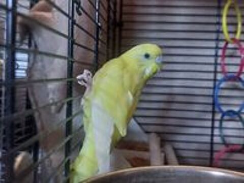   Oiseaux + cage 