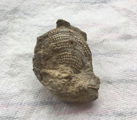 Coquillage fossilisé 16 Paris 20 (75)