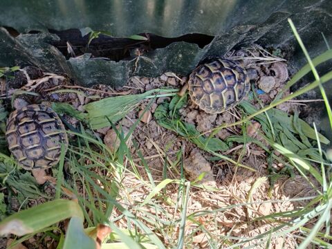 Tortues de terre n&eacute;es en ao&ucirc;t 2025 50 30670 Aigues-vives