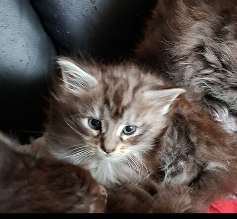 chaton maine coon  1300 76190 Blacqueville