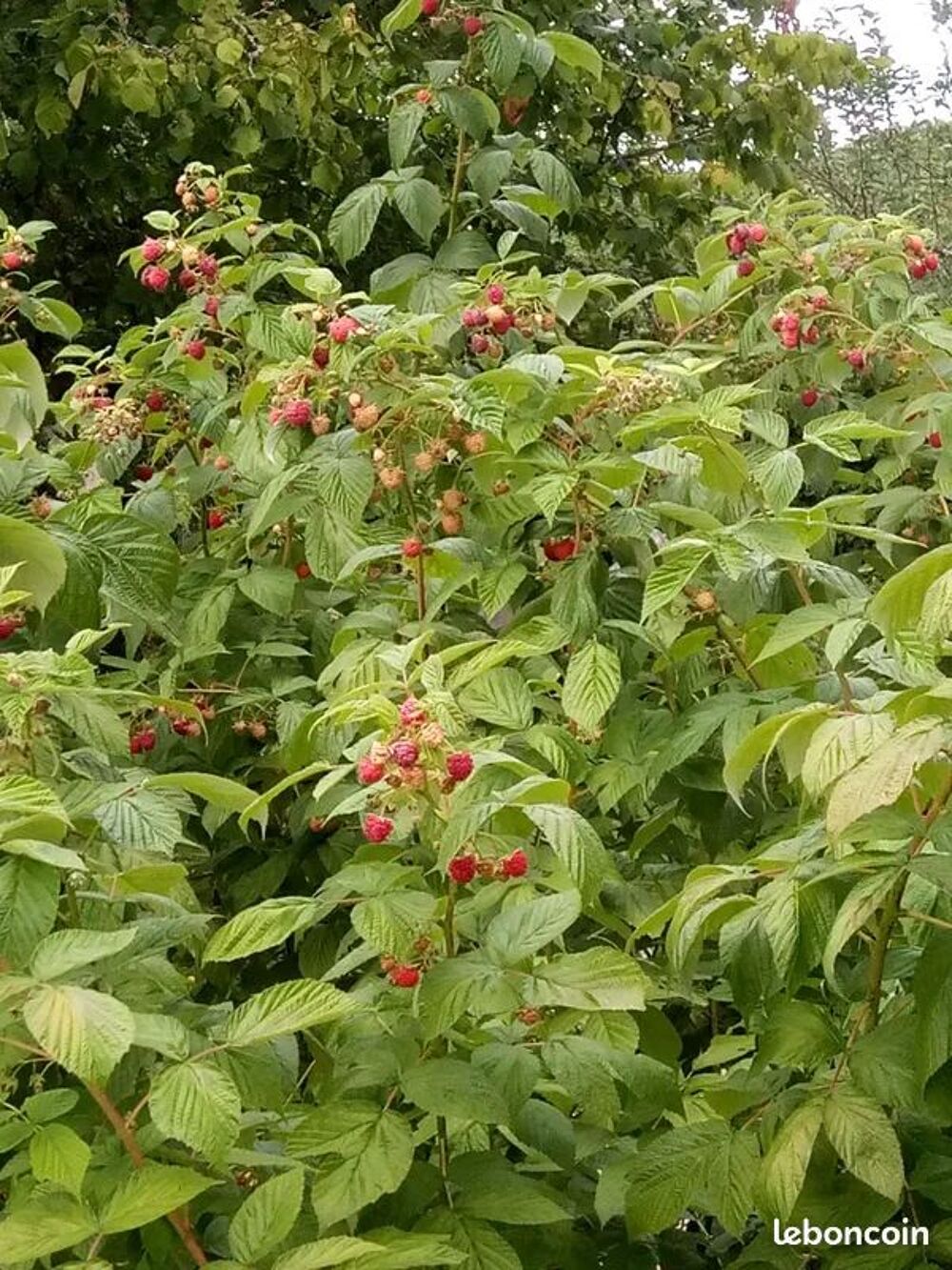 Lots de framboisiers remontants Jardin