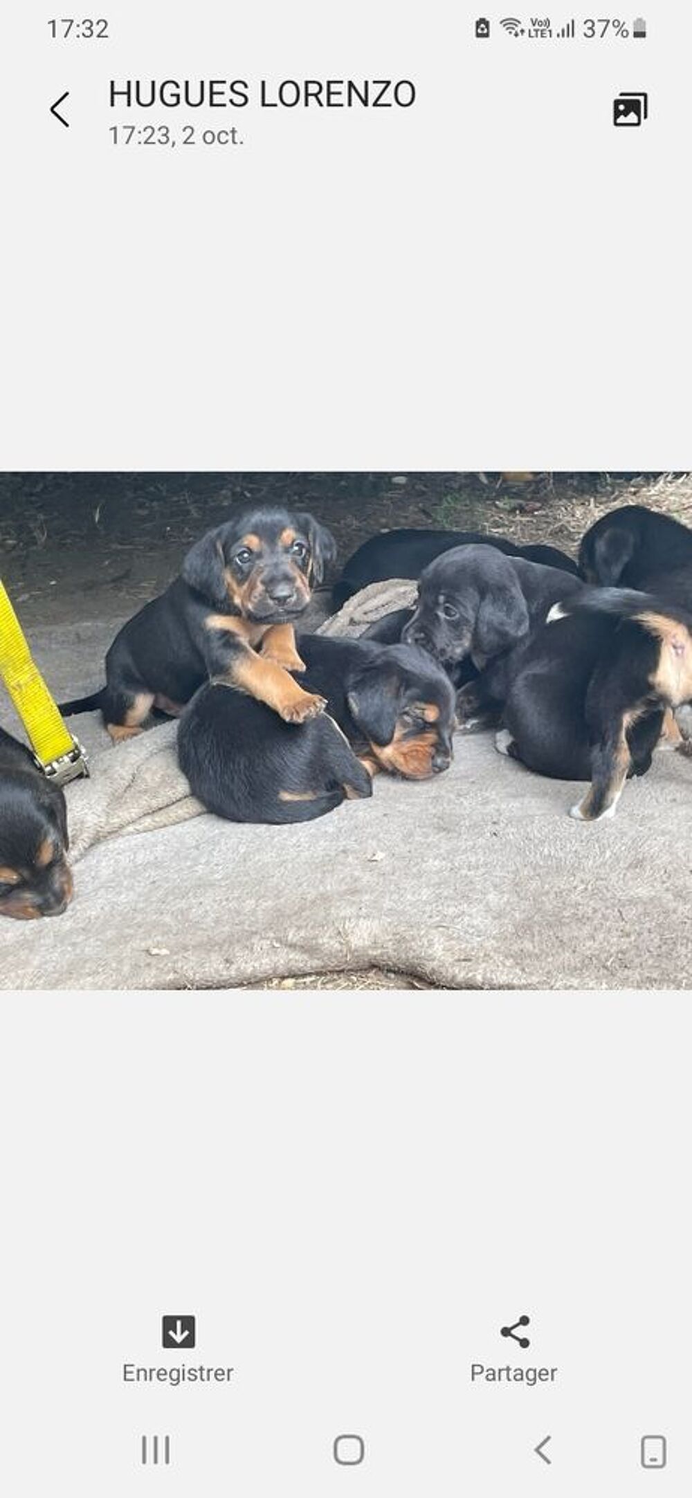   Bébés chiots croisés  
