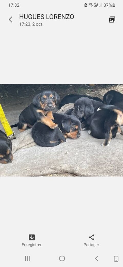 B&eacute;b&eacute;s chiots crois&eacute;s 0 37190 Vallères