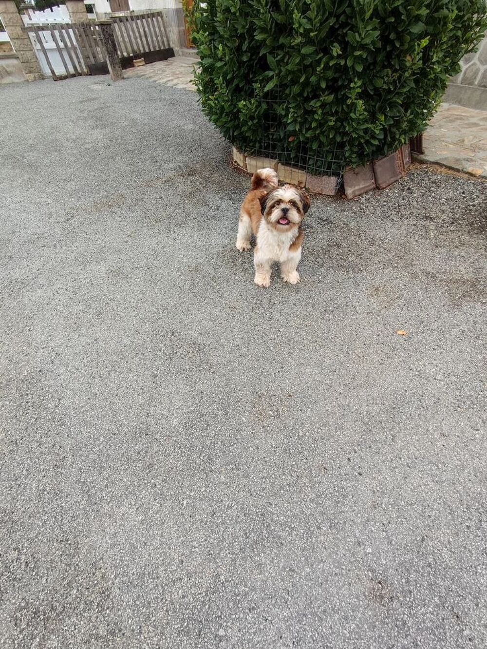   Male Shih Tzu 