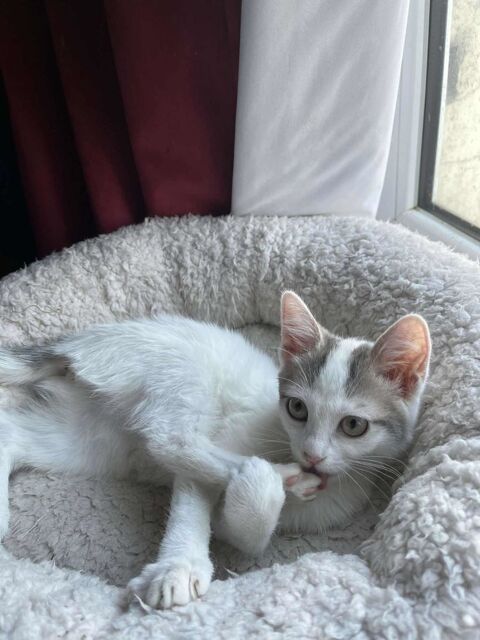 Alba &agrave; l'adoption en duo ou avec chat obligatoire 180 94200 Ivry-sur-seine