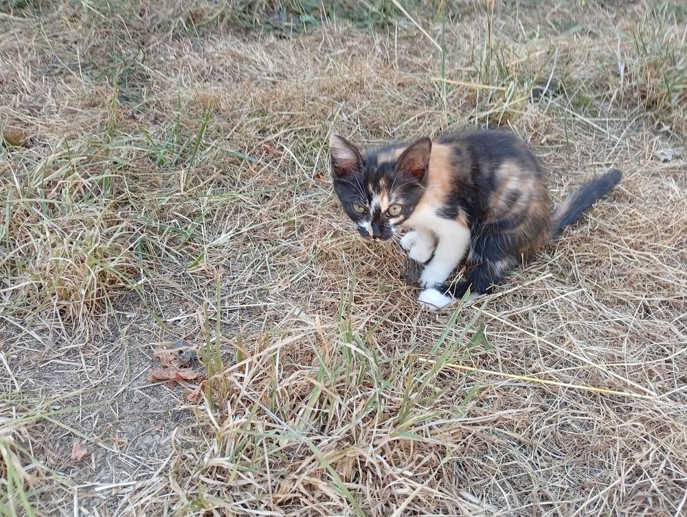   Donne chatons  