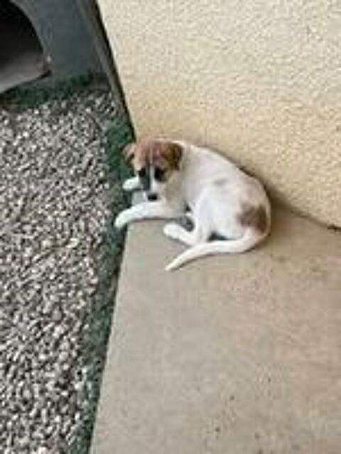  Chien TAC à l adoption 