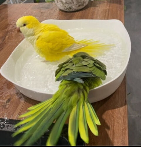 Échange ou magnifique couple conure souri reproducteur 500 75013 Paris