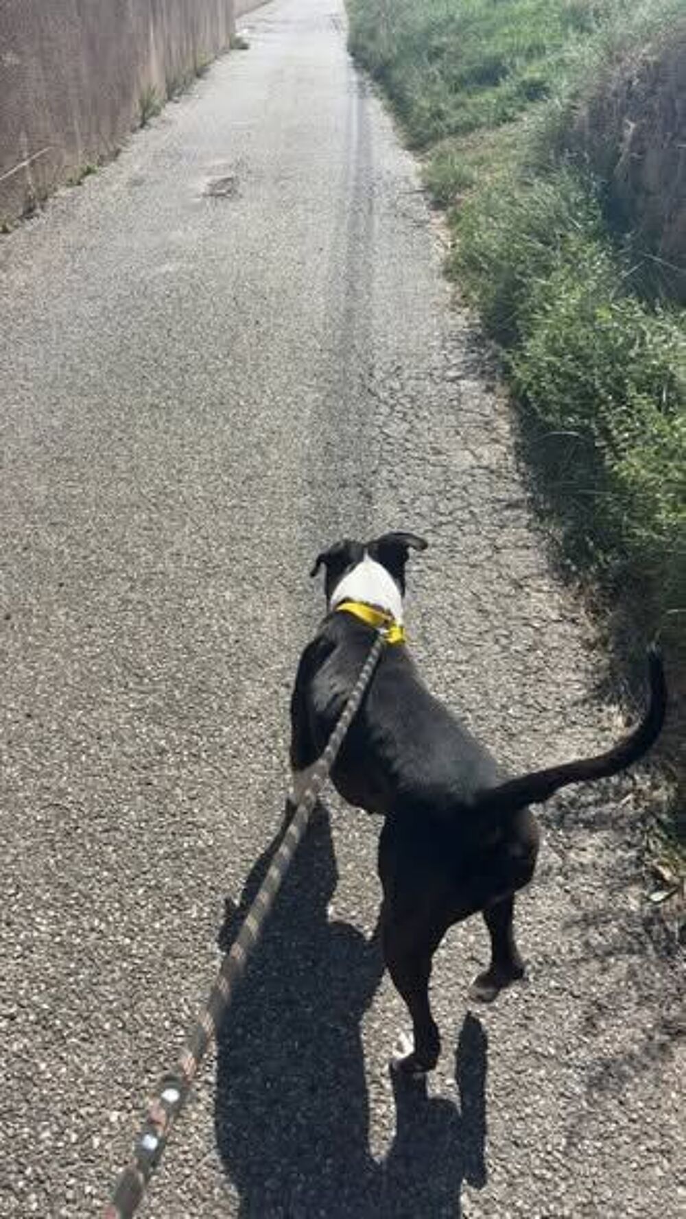   Chien YUNA à l adoption 