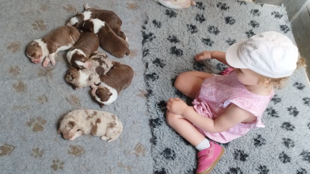   Chiots Berger australien lof 