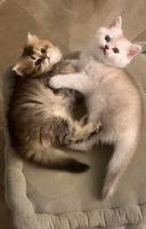   Magnifiques british shorthair et longhair  