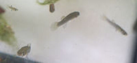   Vend Gambusie (poisson moustique) 