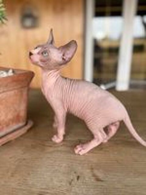  5 magnifiques chatons SPHYNX  