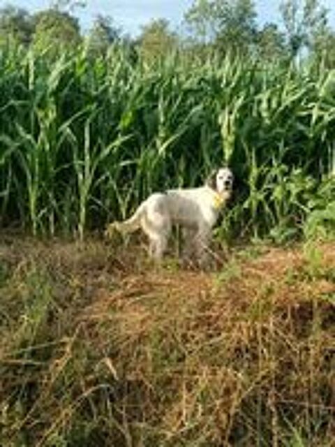   setter anglais a donner 