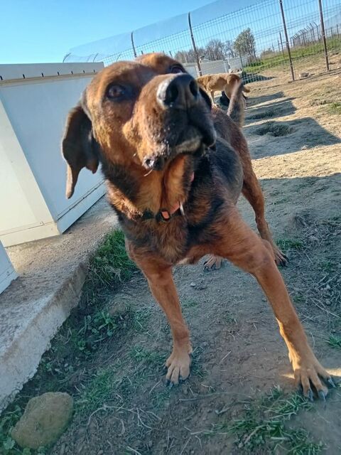 BUENO joli crois&eacute; de 6 ans 250 72000 Le mans