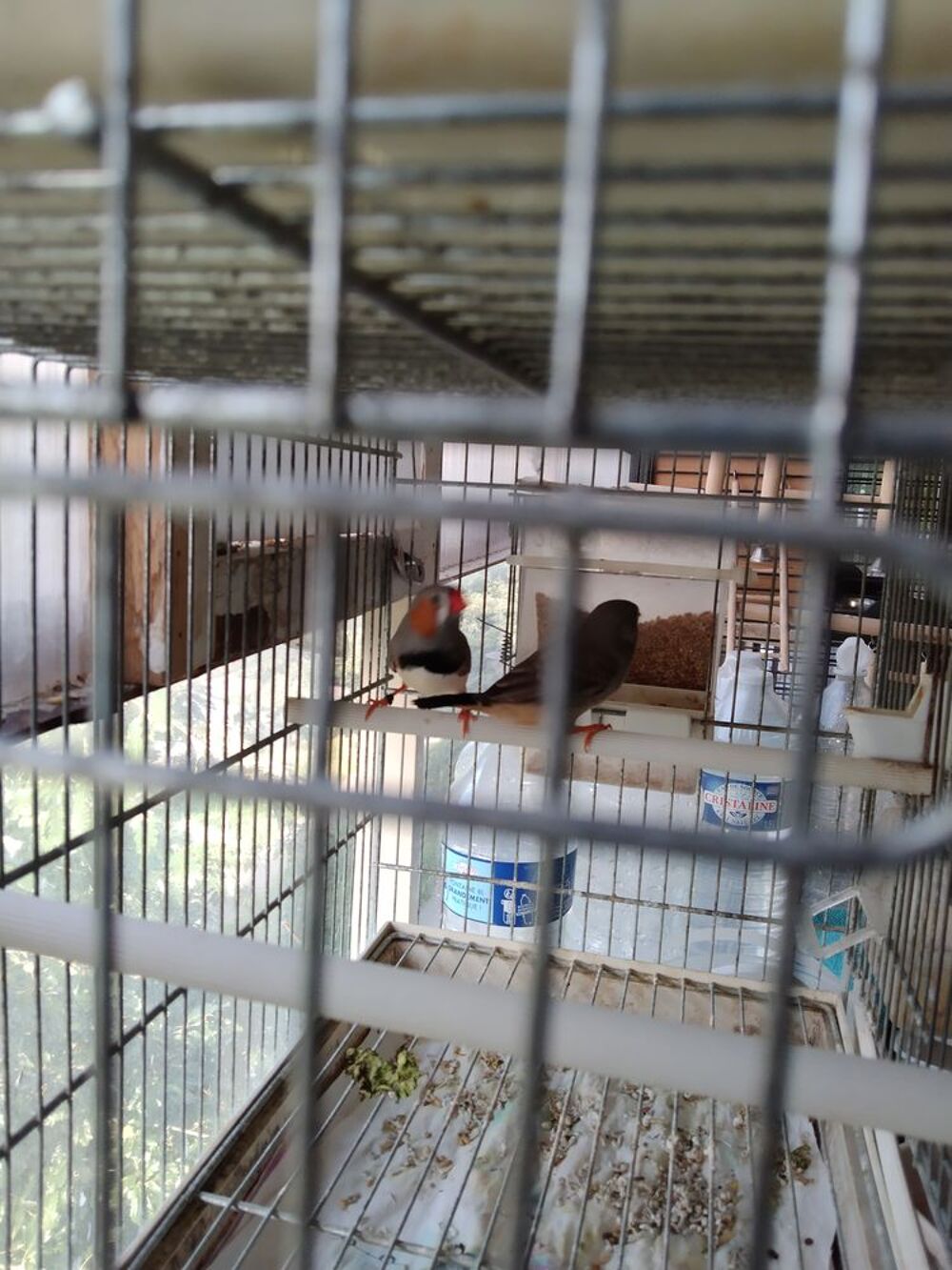   Oiseau exotique 