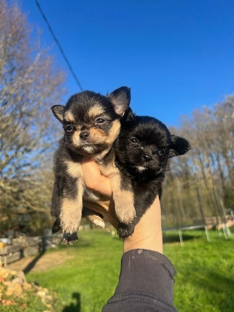 Femelles Chihuahua &agrave; poil long 800 24300 Teyjat