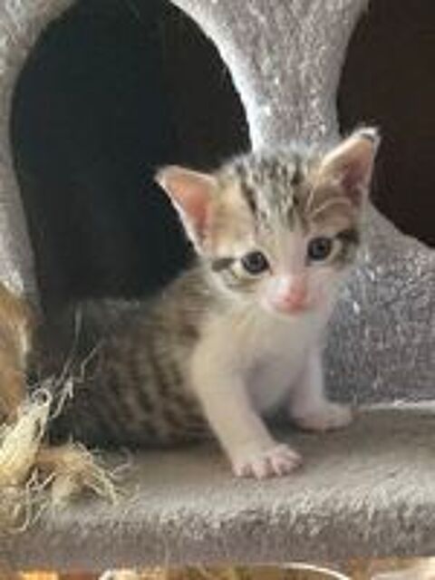   Donne chaton mâle  