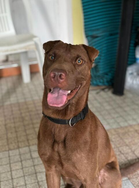 Pollux, mâle croisé shar pei, né le 03/06/2024 &#128054; 380 35000 Rennes