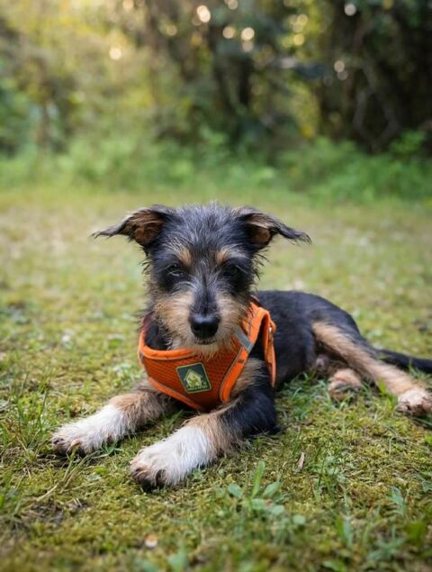 Sam le petit curieux 300 35000 Rennes