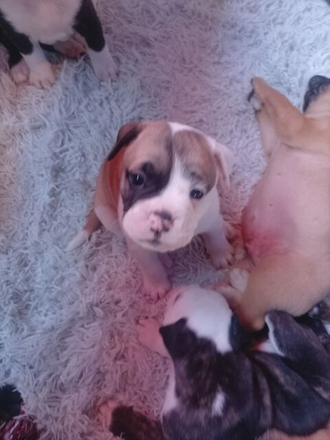 A r&eacute;server chiot femelle bulldog continental  1000 31660 Bessi�res