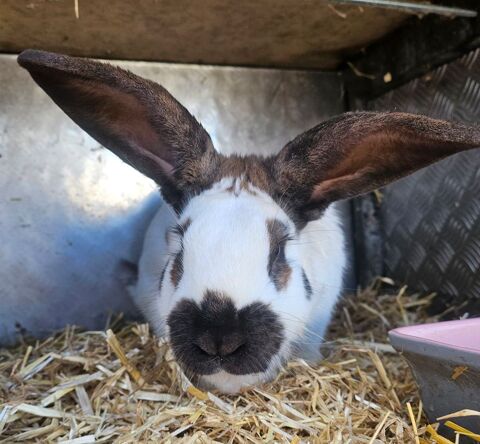 Lapin géant papillon 25 40090 Campagne