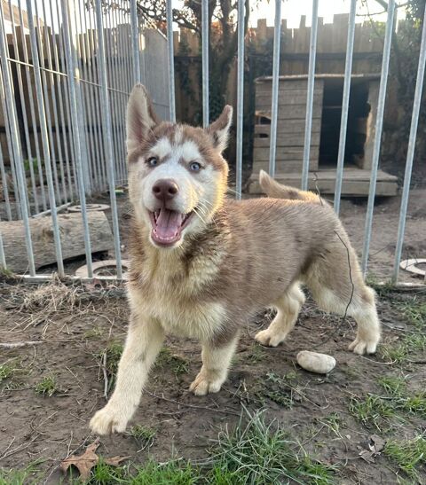 
A&Iuml;KO - Chiot Husky Sib&eacute;rien LOF 1100 44410 Herbignac