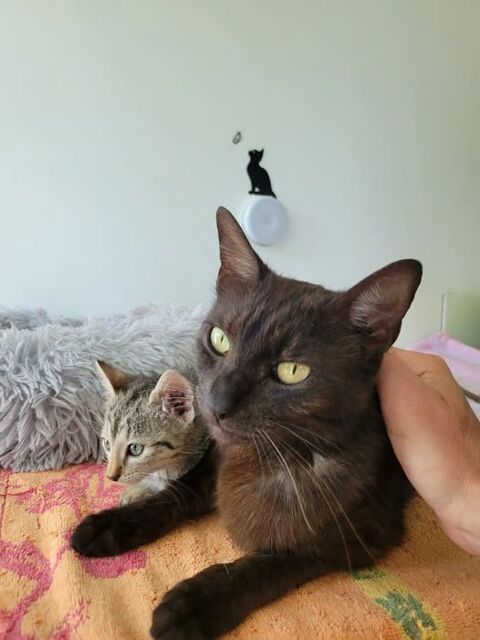 Chat OPALINE à l adoption 200 26460 Le pot-clard