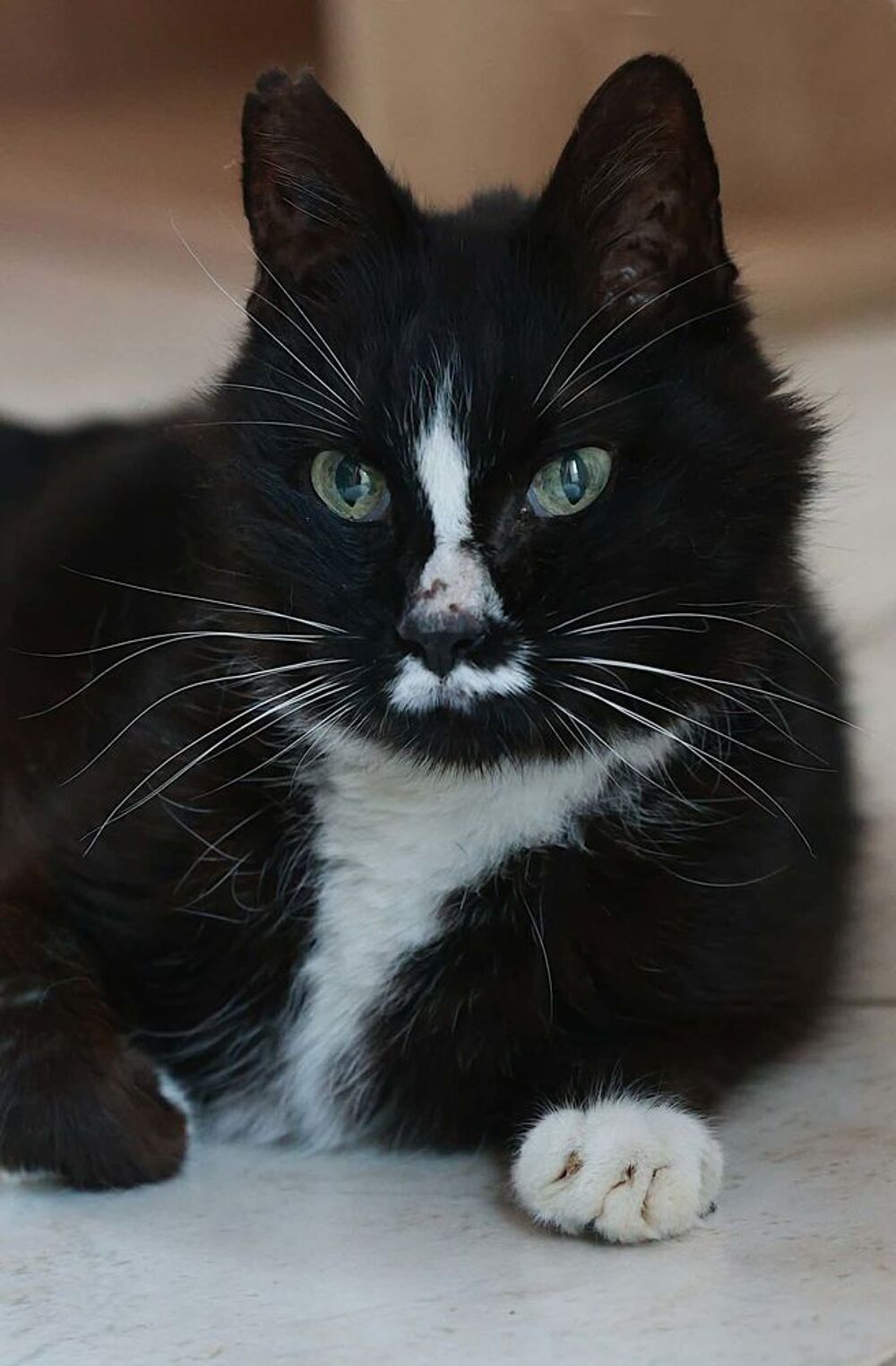   Igor gentil chat senior 10 ans calme et affectueux 