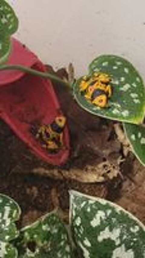   Dendrobate leucomelas bolivar 