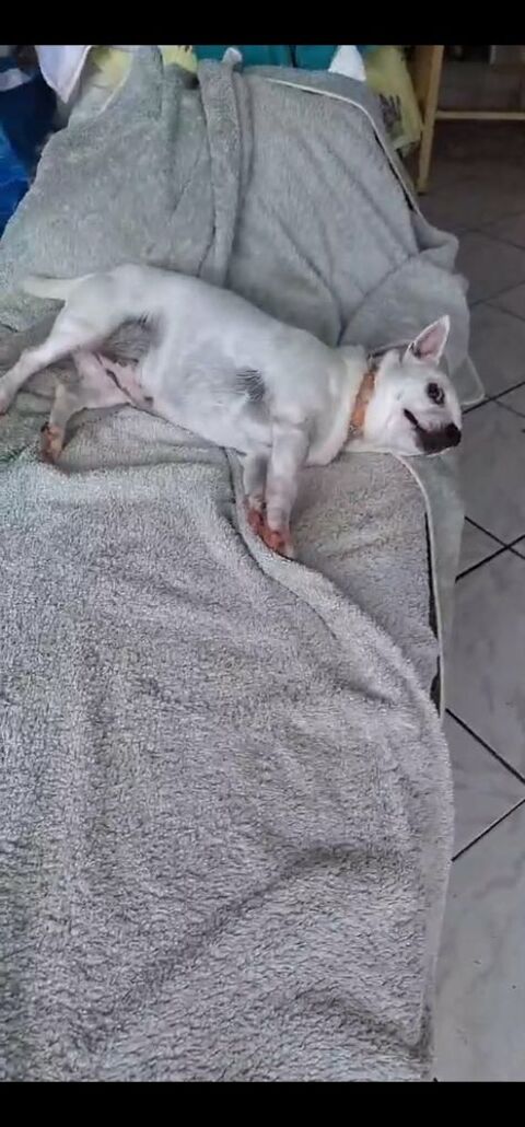 Poupi petite chihuahua pleine d'amour 400 77500 Chelles