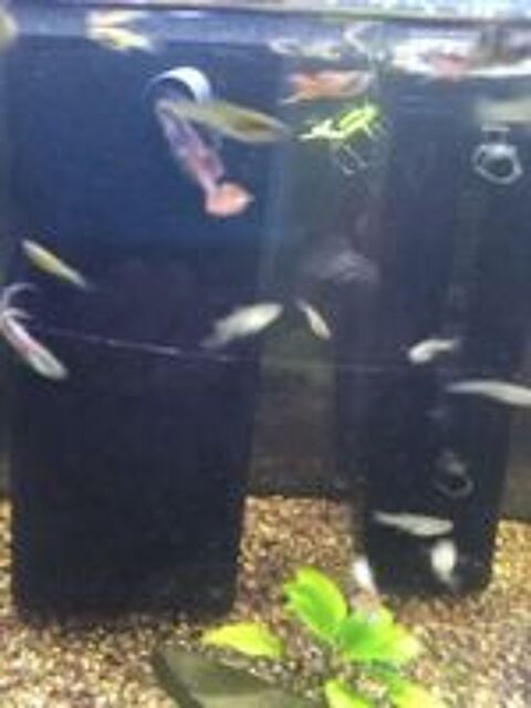   Guppys mâles et femelles  