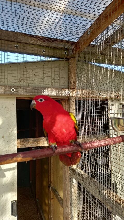 lori des Moluques 800 07430 Saint-clair