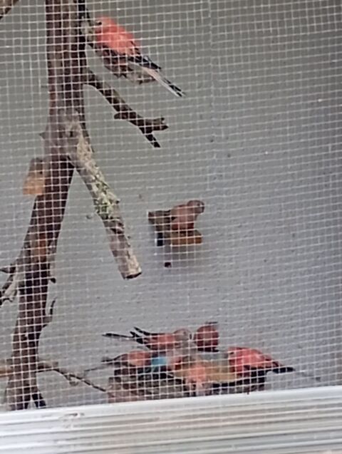 Bourks roses 35 07170 Saint-germain