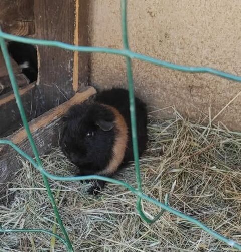 Cochon dinde à l adoption 50 26270 Saulce-sur-rhne