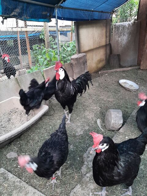  coq et poules Espagnoles noires à face blanche 20 68270 Wittenheim