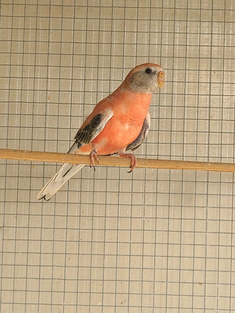   male perruche de bourke opaline 2026 