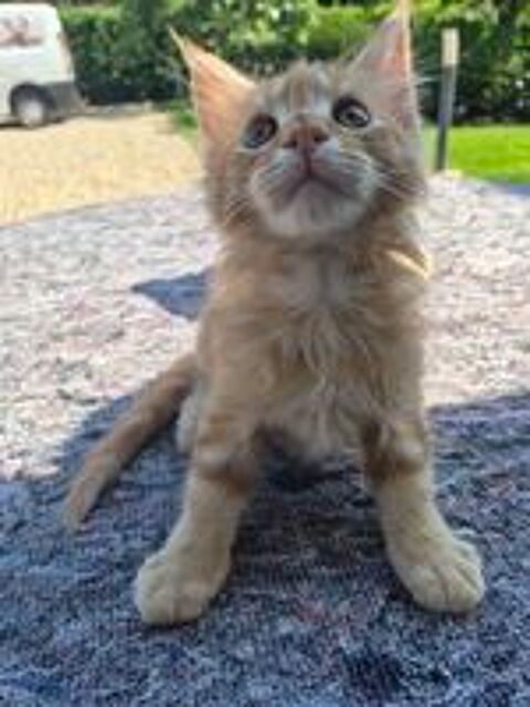   Maine coon 
