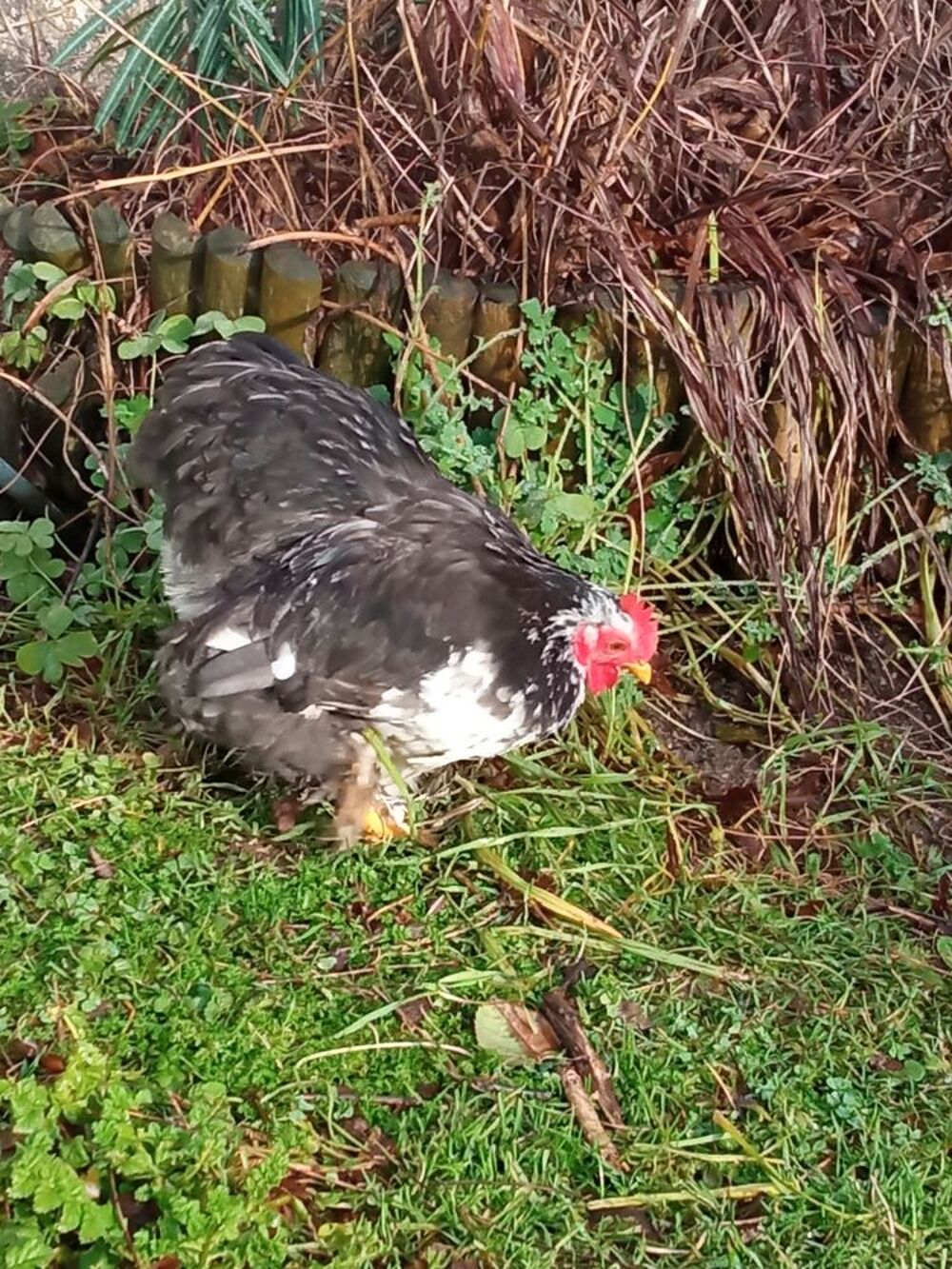   Pekin 