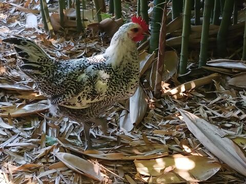  JEUNES COQ ET POULES DE BRESSE 15 84000 Avignon