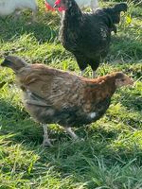   Poulettes 3 mois 