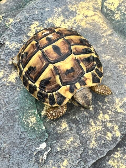 Tortue d'un an 80 91410 Dourdan