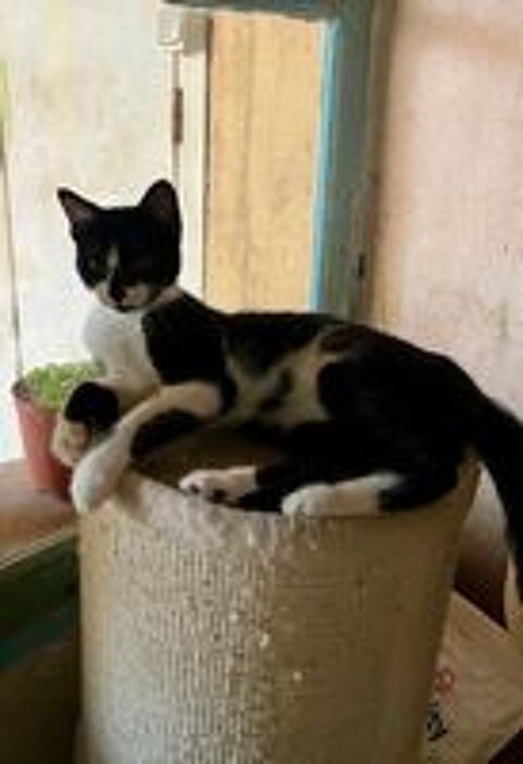   BADRI chaton mâle 5 mois 