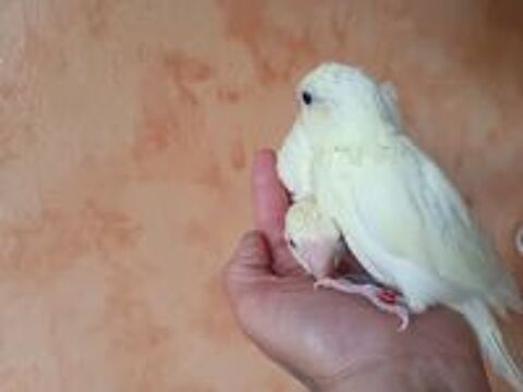   kakariki 